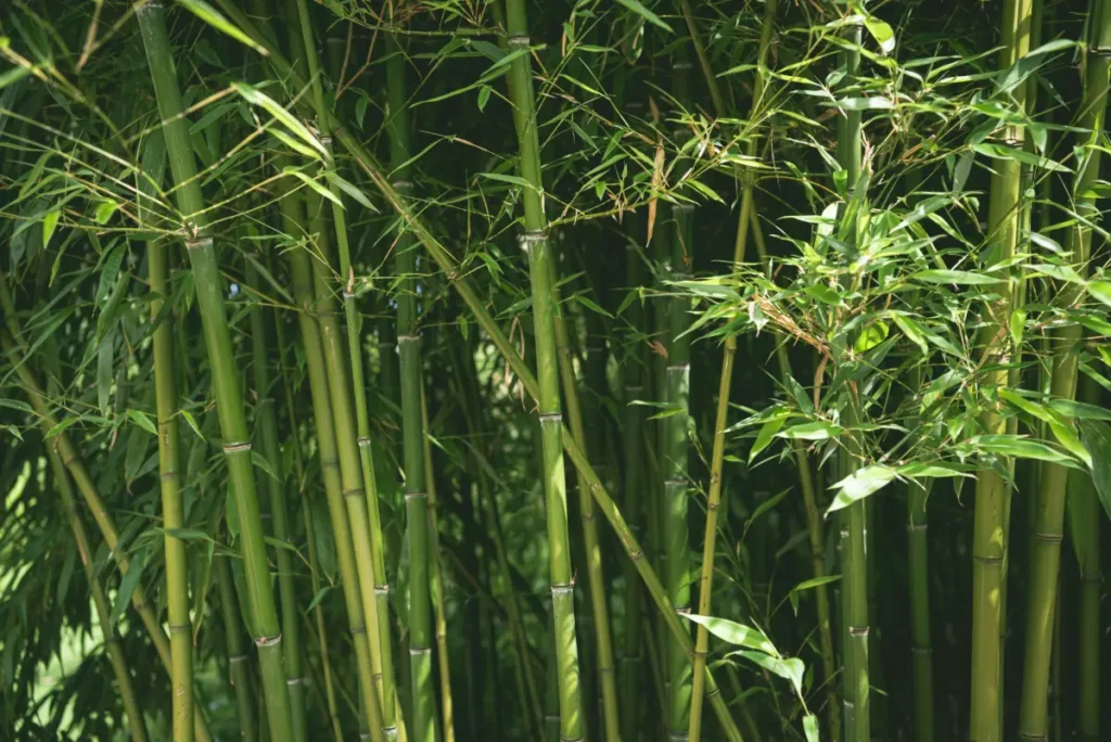 Bamboo, Miracle of Nature or 'Demon Weed' BambooField