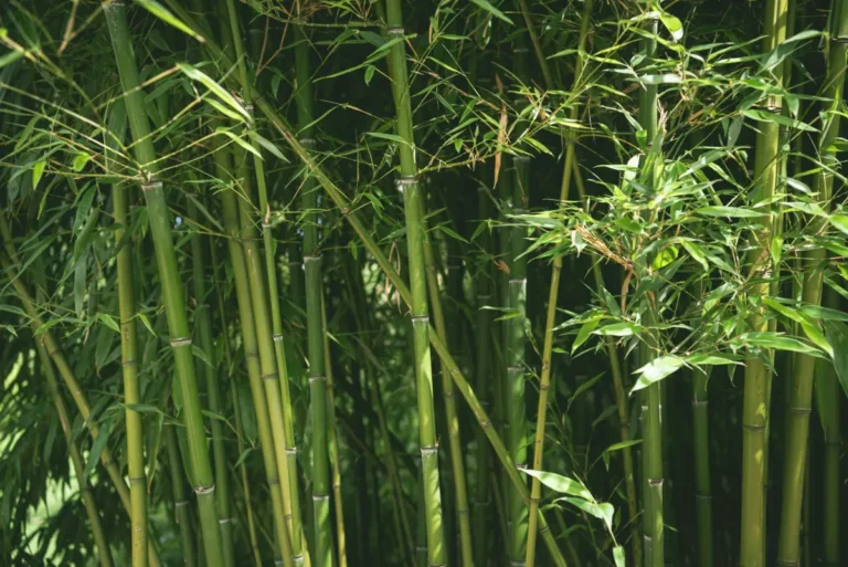 Bamboo Stalks
