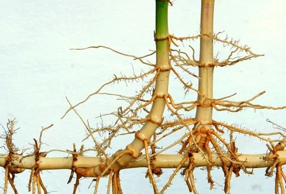 Bamboo, Miracle of Nature or 'Demon Weed' RhizomesRunningBamboo